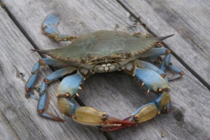 Maryland blue crabs have some great health benefits!