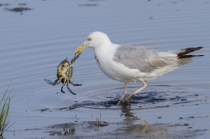 crab predators