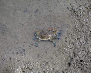 what do crabs eat