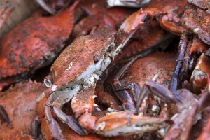 Maryland Blue Crab