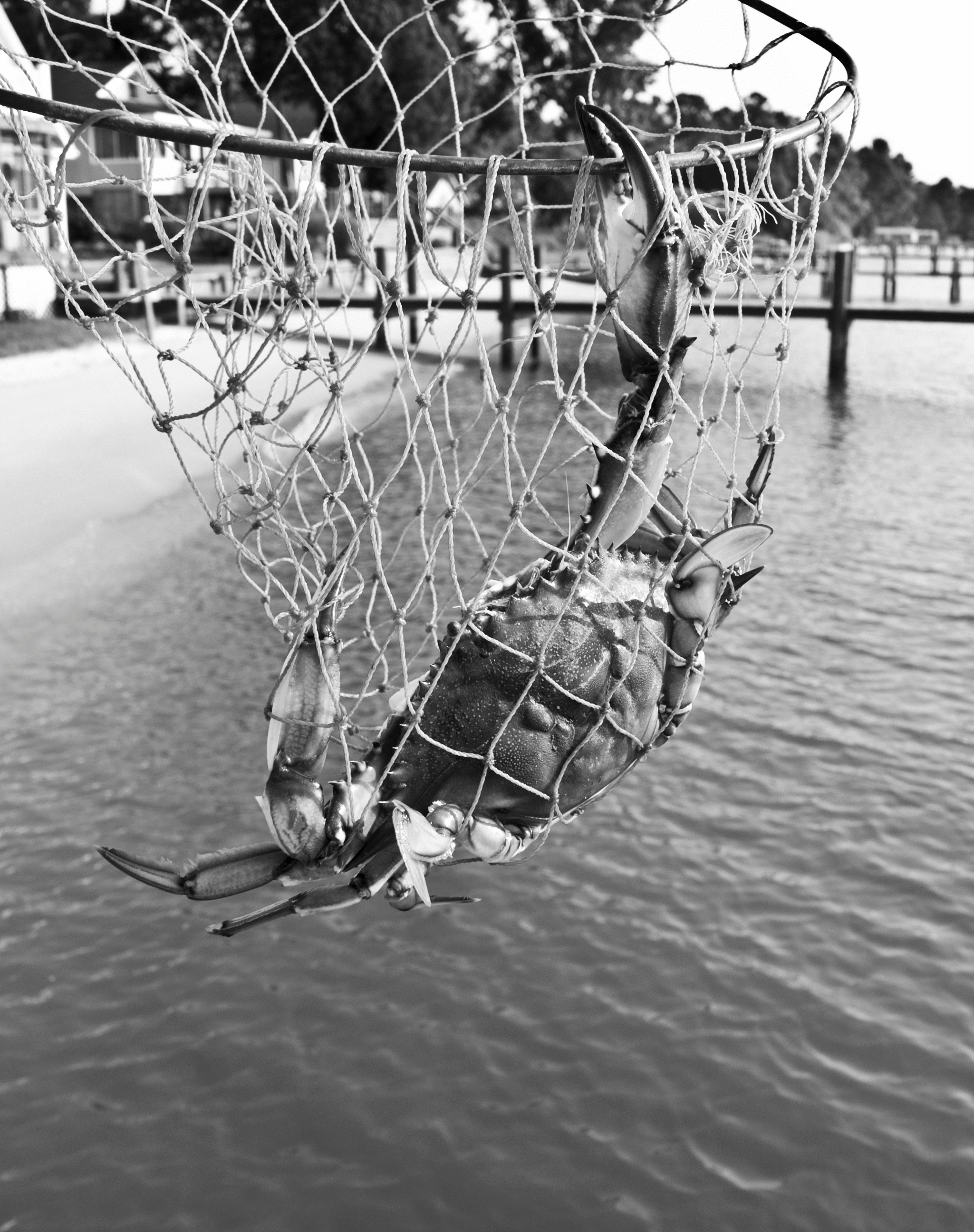 Blue Crabs and the Crab Nets - Boxhill Crabcakes