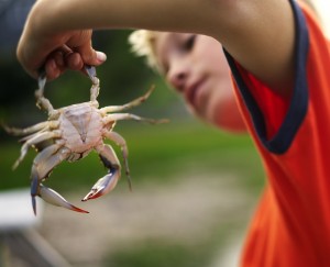 soft-shell crabs