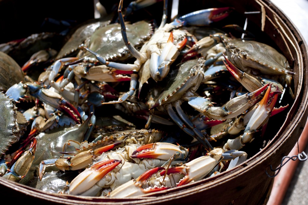 Facts About The Maryland Blue Crab Season Boxhill Crabcakes